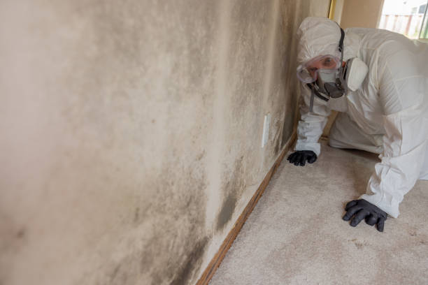 Best Mold Odor Removal Services  in USA